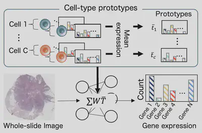 Illustration of concept of Cell-type Prototype-informed Neural Network (CPNN). We estimate gene expression based on cell-type prototypes by modeling the relationship between observed gene expression and cell-level gene expression.