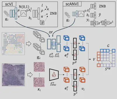 Overview of our method. scVI or scANVI are trained with the gene expression, and the encoder is reused for contrastive learning.